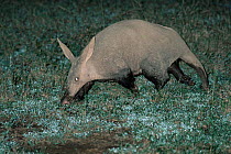 Aardvark {Orycteropus afer} walking at night, Serengeti NP, Tanzania.