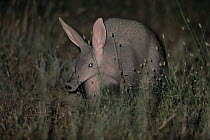 Aardvark {Orycteropus afer} at night, Serengeti NP, Tanzania.