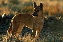 Dingo {Canis dingo} Sturt NP, New South Wales, Australia.