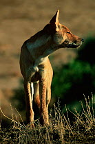Dingo {Canis dingo} Sturt NP, New South Wales, Australia.