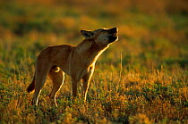 Dingo {Canis dingo} howling, Sturt NP, New South Wales, Australia.