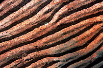 Fossilised sand ripples, Northern Territory, Australia.