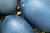 Close up of Emu eggs {Dromaius novaehollandiae} NSW, Australia.