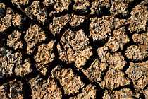 Mud drying in river bed, Sturt NP, NSW, Australia.