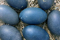 Emu eggs in nest {Dromaius novaehollandiae} NSW, Australia.