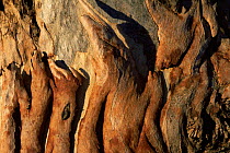 Close up Gum tree {Eucalyptus sp} bark, nr Broken Hill, NSW, Australia.