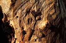 Close up of Gum tree {Eucalyptus sp} bark, nr Broken Hill, NSW, Australia.