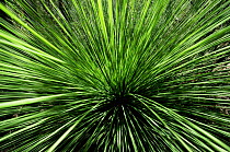 Grass abstract, Tasmania, Australia.