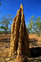 Termite mound, Northern Territory, Australia.