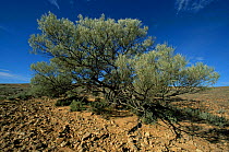 Mulga tree {Acacia aneura} Sturt NP, NSW, Australia.