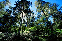 Tall trees and Tree ferns in Tasmanian forest, Tasmania, Australia.