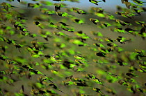 Flock of wild Budgerigars {Melopsittacus undulatus} in flight, Sturt NP, New South Wales, Australia.