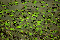Flock of wild Budgerigars {Melopsittacus undulatus} in flight, Sturt NP, New South Wales, Australia.
