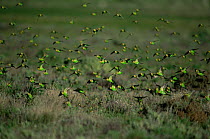 Flock of wild Budgerigars {Melopsittacus undulatus}in flight, Sturt NP, New South Wales, Australia.