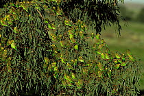 Flock of wild Budgerigars {Melopsittacus undulatus} perching in Eucalyptus tree, Sturt NP, New South Wales, Australia.