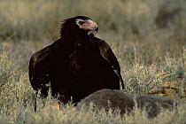 Wedge tailed eagle {Aquila audax} with prey, Sturt NP, New South Wales, Australia.