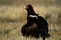 Wedge tailed eagle {Aquila audax} mantling prey, Sturt NP, New South Wales, Australia.