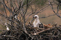 Wedge tailed eagle {Aquila audax} chick in nest, Sturt NP, NSW, Australia.