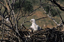 Wedge tailed eagle {Aquila audax} chick in nest, Sturt NP, New South Wales, Australia.
