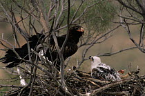 Wedge tailed eagle {Aquila audax} adult with chick in nest, Sturt NP, NSW, Australia.