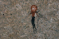 Rock art / cave paintings, hunter with bow and arrows, Namibia.