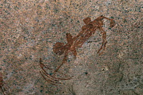 Rock art / cave paintings of hunting, Namibia.
