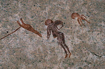 Rock art / cave paintings of people hunting, Namibia.