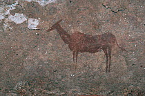 Rock art / cave paintings of antelope-like mammal, Namibia.