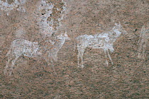 Rock art / cave paintings, cattle-like mammals, Namibia.