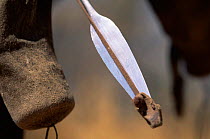 Close-up of traditional Jo / Hoan bushman's spear with protective sheath over tip, Bushmanland, Namibia. 1996