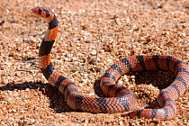 African coral snake {Aspidelaps lubricus} Northern Cape, South africa