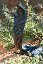 Black spitting cobra {Naja nigricollis woodi} strike pose, Northern Cape, South Africa