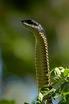 Boomslang snake {Dispholidus ypus} male head raised, Western Cape, South Africa