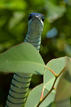 Boomslang snake {Dispholidus ypus} female in bush, Western Cape, South Africa