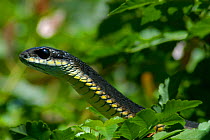 Boomslang snake {Dispholidus ypus} male in bush, Western Cape, South Africa