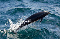 Northern right whale dolphin porpoising {Lissodelphis borealis} California, USA
