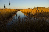 Drainage ditch on Somerset levels, Westhay NNR, Somerset, UK