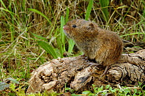 Field Vole (Microtus agrestis) on tree root with chewed bark, Captive