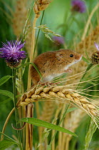 Harvest Mouse (Micromys minutus) on wheat with wildflowers, Captive, UK