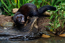 American mink {Mustela vision} about to enter water, captive, UK