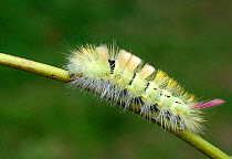 Pale Tussock Moth caterpillar (Dasychira pudibunda) UK