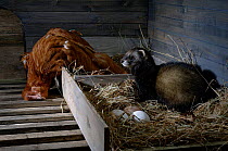 Polecat (Mustela putorius) raiding hen house, Captive, UK