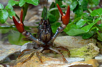 Signal Crayfish (Pacifastacus leniusculus) defence posture in chalk stream, Hertfordshire, UK
