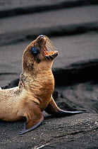 Californian sealion {Zalophus californianus} pup roaring, Galapagos