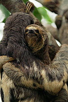 Pale throated sloth climbing carrying young {Bradypus tridactylus} Brazil