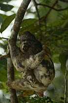 Pale throated sloth {Bradypus tridactylus} carrying young, Brazil.