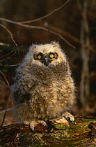 Portrait of a Great horned owl chick {Bubo virginianus} perching on log, Long Island, NY, USA.