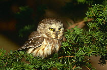 Northern Saw-whet owl {Aegolius acadius} perching on branch, captive, USA