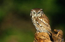 Eastern screech owl {Megascops asio} perching on log, captive, NY, USA.