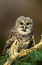 Barred owl {Strix varia} perching on branch, captive, USA.